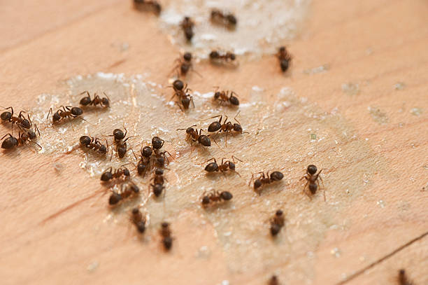 Reliable Clearfield, UT Pest Control Solutions